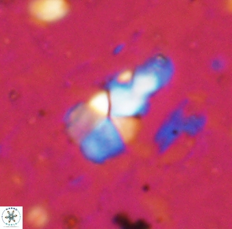 Braarudosphaera akanonistos 14399