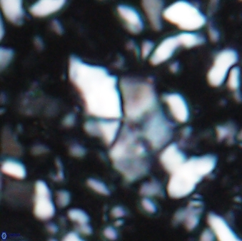 Braarudosphaera akanonistos 7547