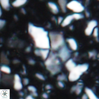 Braarudosphaera akanonistos 7547