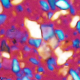 Braarudosphaera akanonistos 7548