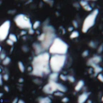 Braarudosphaera akanonistos 7550