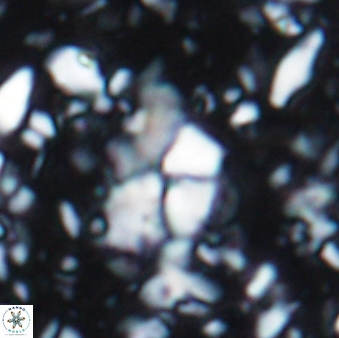 Braarudosphaera akanonistos 7550