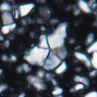 Braarudosphaera akanonistos 7551