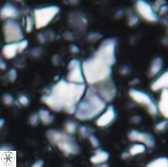 Braarudosphaera akanonistos 7551