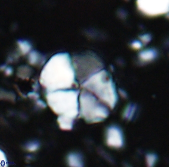 Braarudosphaera aravia 7095