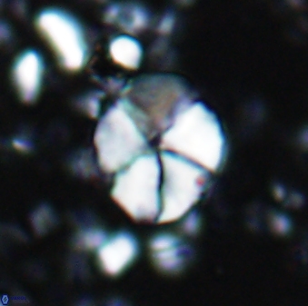 Braarudosphaera aravia 7097