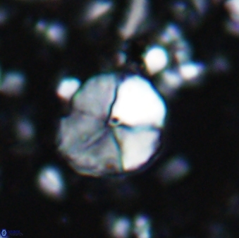 Braarudosphaera aravia 7100