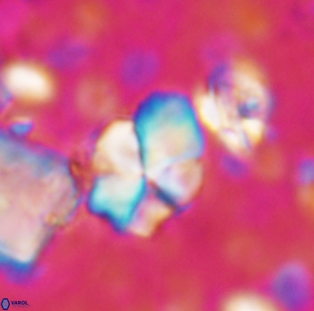 Braarudosphaera batilliformis 1014