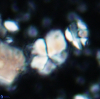 Braarudosphaera batilliformis 1013