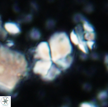Braarudosphaera batilliformis 1013
