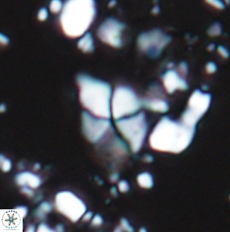 Braarudosphaera batilliformis 13167