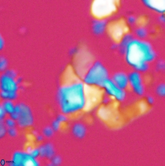 Braarudosphaera batilliformis 13169