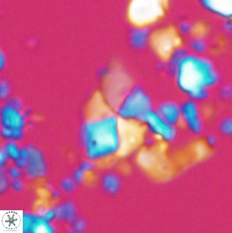 Braarudosphaera batilliformis 13169