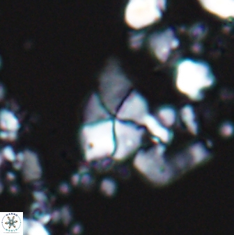 Braarudosphaera batilliformis 13170