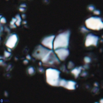 Braarudosphaera batilliformis 13171