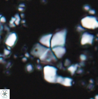 Braarudosphaera batilliformis 13171