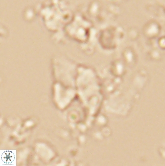 Braarudosphaera batilliformis 13173