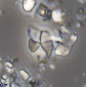 Braarudosphaera batilliformis 13174