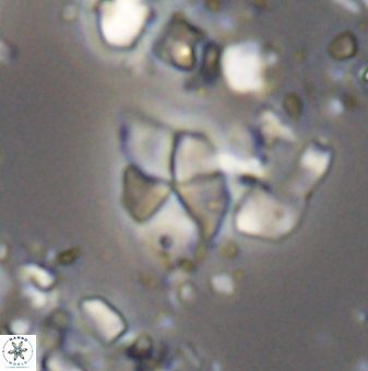 Braarudosphaera batilliformis 13174