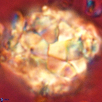 Braarudosphaera bigelowii VR 00654