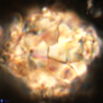 Braarudosphaera bigelowii VR 00655