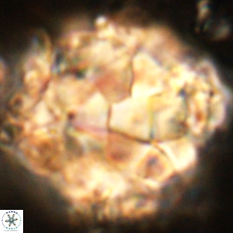 Braarudosphaera bigelowii VR 00655