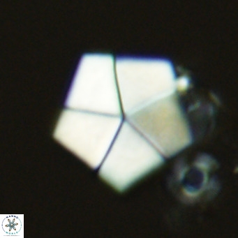 Braarudosphaera bigelowii VR 03819