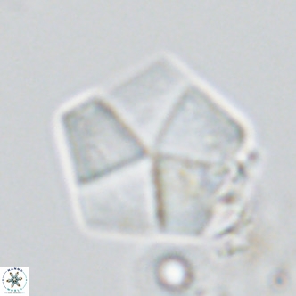 Braarudosphaera bigelowii VR 03826