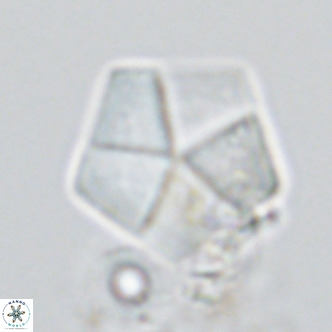 Braarudosphaera bigelowii VR 03827