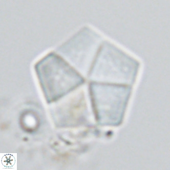 Braarudosphaera bigelowii VR 03828