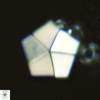Braarudosphaera bigelowii VR 03822
