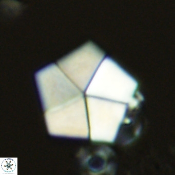 Braarudosphaera bigelowii VR 03823