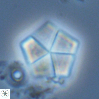Braarudosphaera bigelowii VR 03830