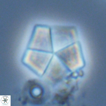 Braarudosphaera bigelowii VR 03831
