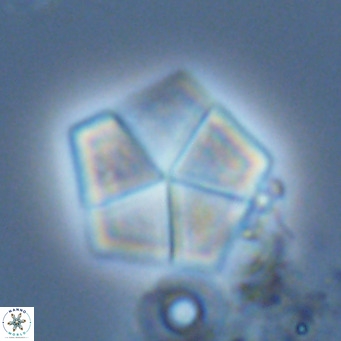 Braarudosphaera bigelowii VR 03832