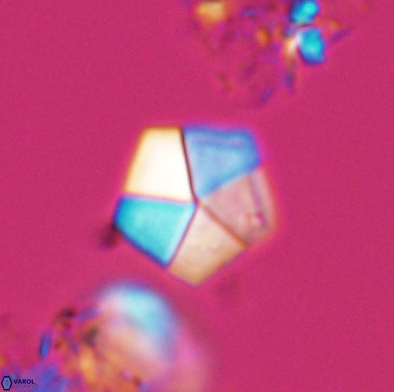 Braarudosphaera bigelowii 12547