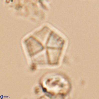 Braarudosphaera bigelowii 12548