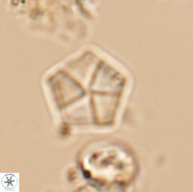 Braarudosphaera bigelowii 12548
