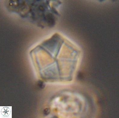 Braarudosphaera bigelowii 12550