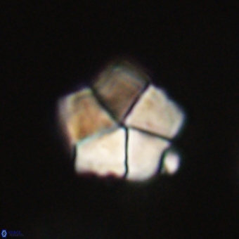 Braarudosphaera bigelowii 67524