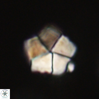 Braarudosphaera bigelowii 67524