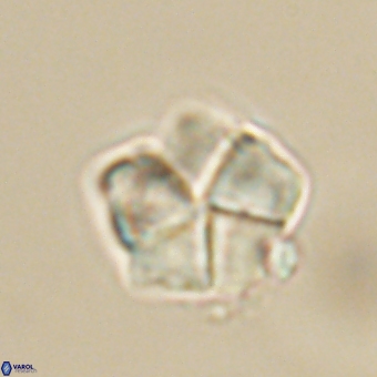 Braarudosphaera bigelowii 67527