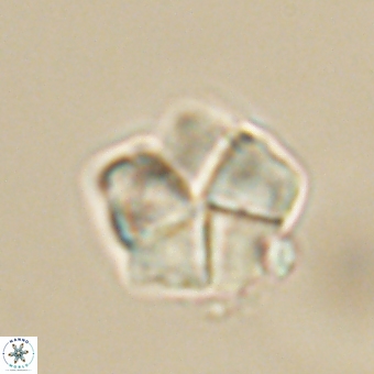 Braarudosphaera bigelowii 67527