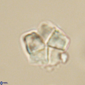 Braarudosphaera bigelowii 67528