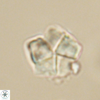 Braarudosphaera bigelowii 67528