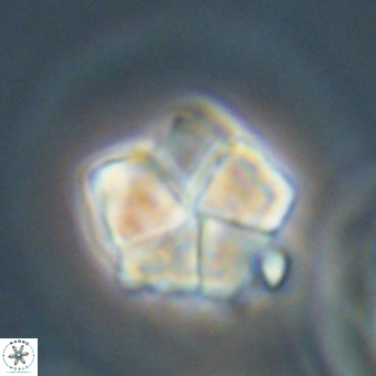 Braarudosphaera bigelowii 67529