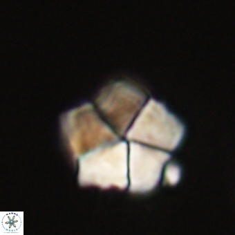 Braarudosphaera bigelowii 67523