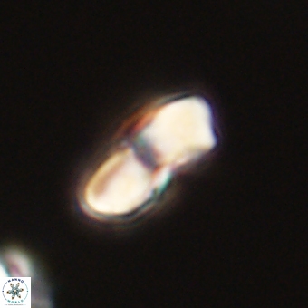 Braarudosphaera bigelowii 67534