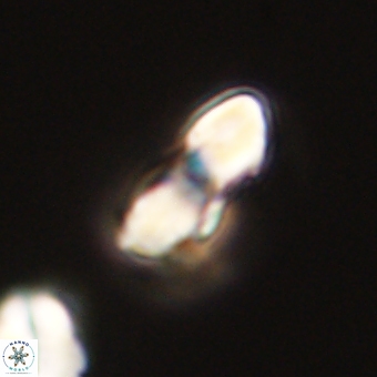 Braarudosphaera bigelowii 67538