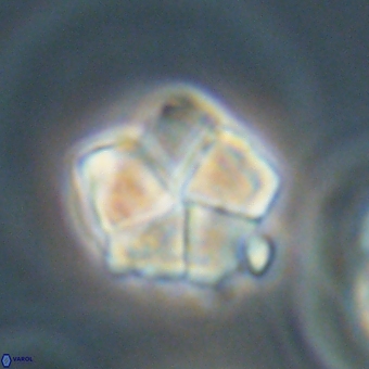 Braarudosphaera bigelowii 67530